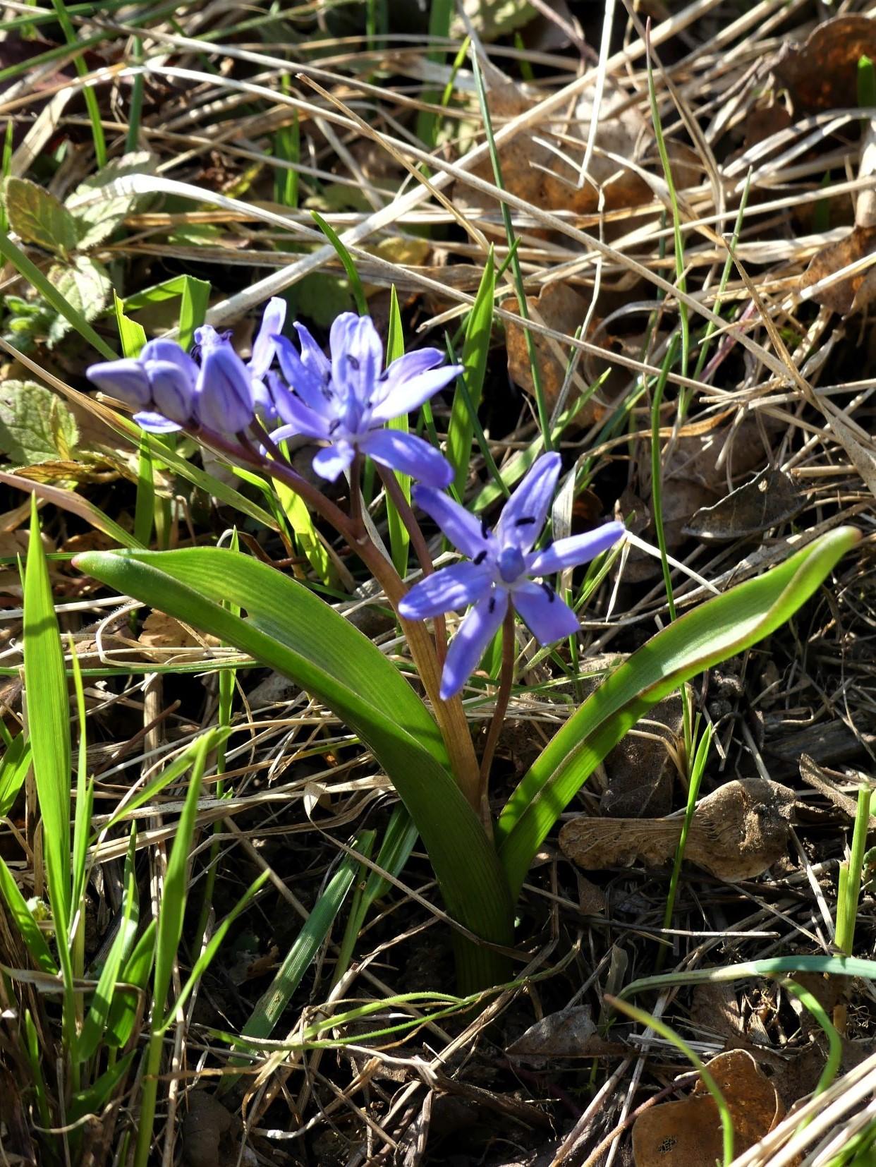 P1130219 m
