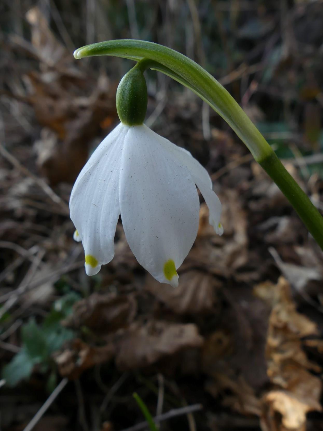 P1130223 m