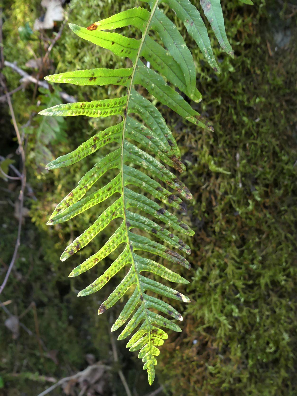 P1130237 r