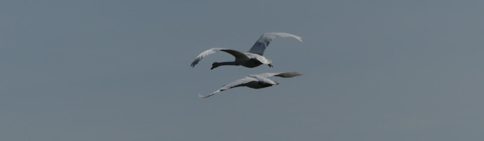 P1220639 m