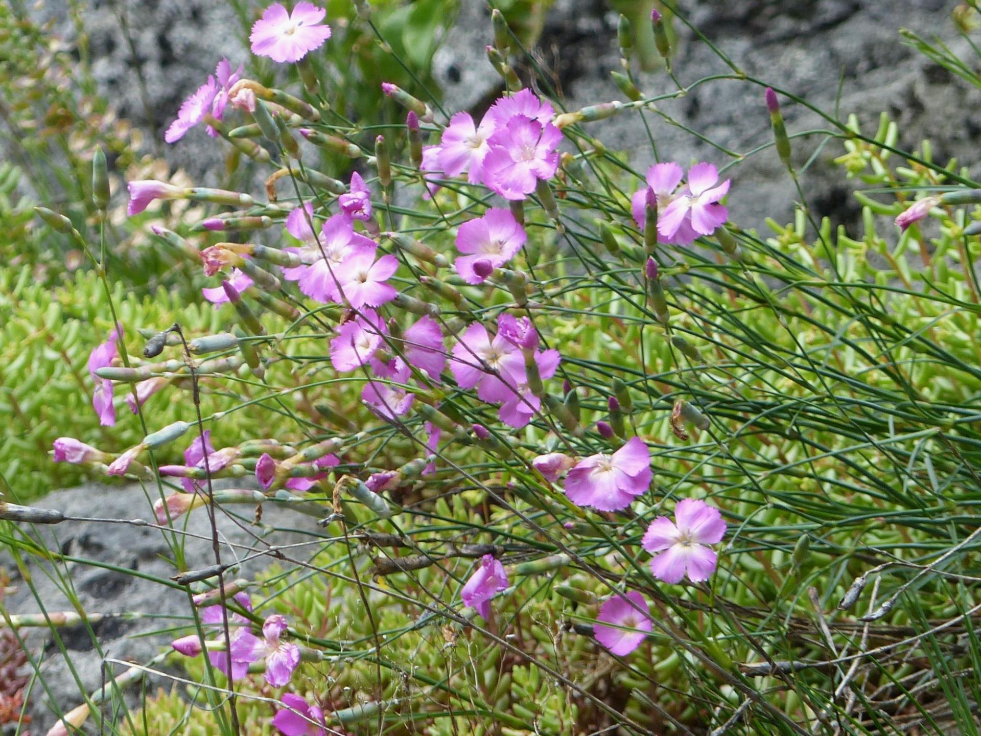 P1250989 r