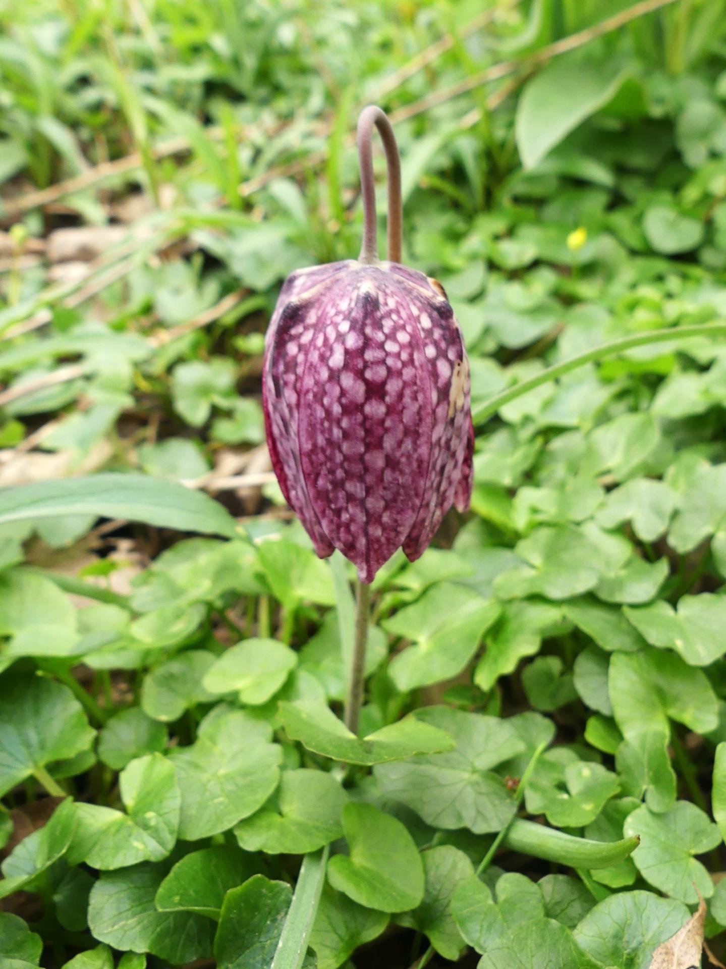 P1270052 r