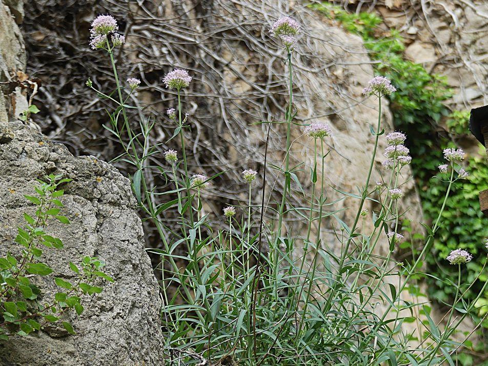 P1310972 r