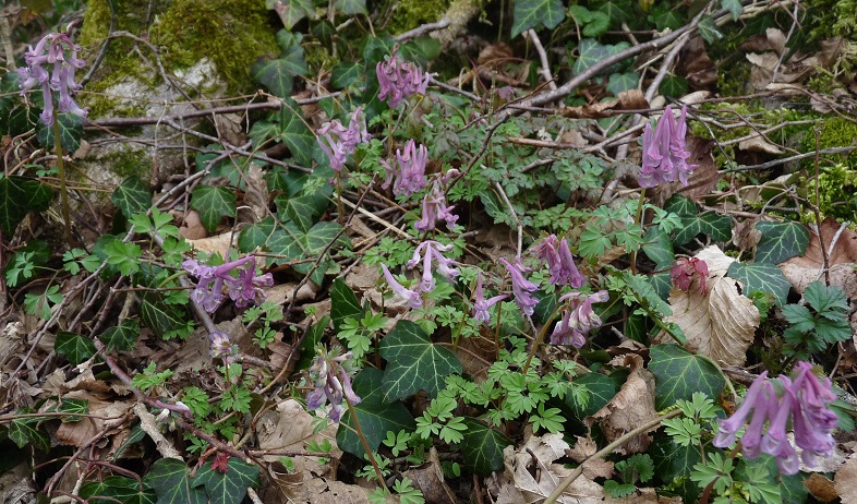 P1490085 rm