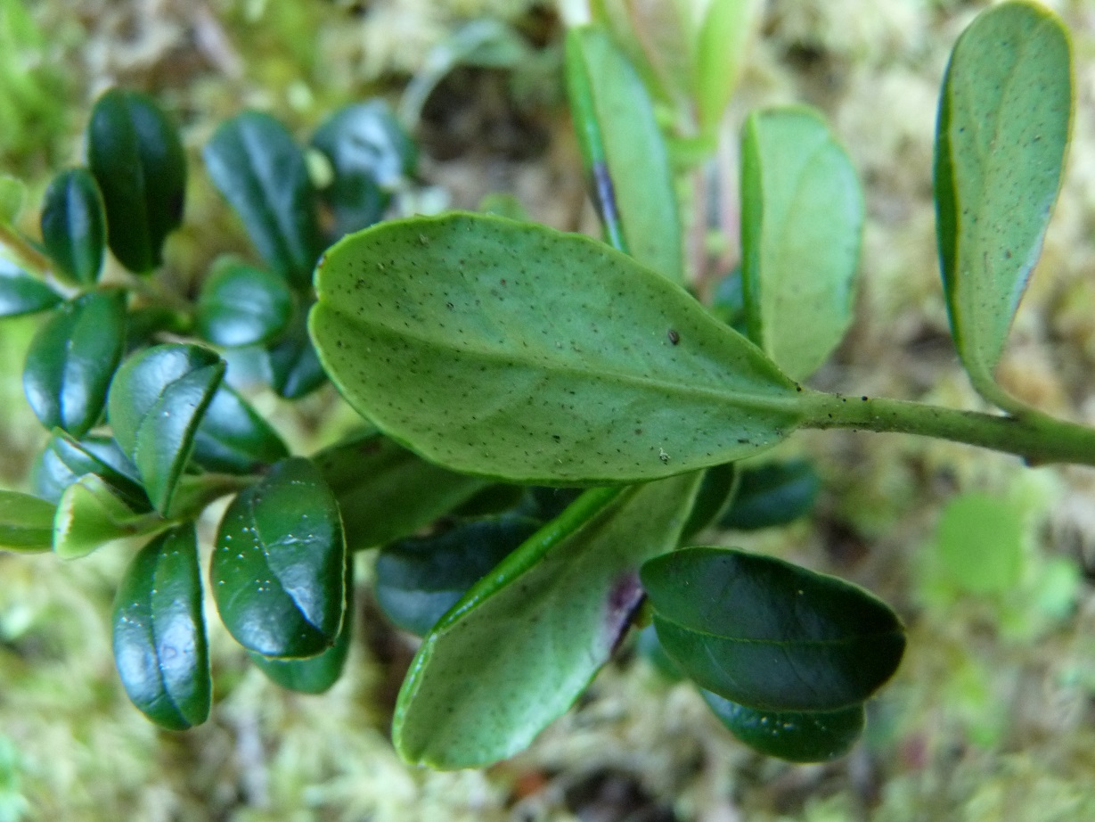 P1500707 r