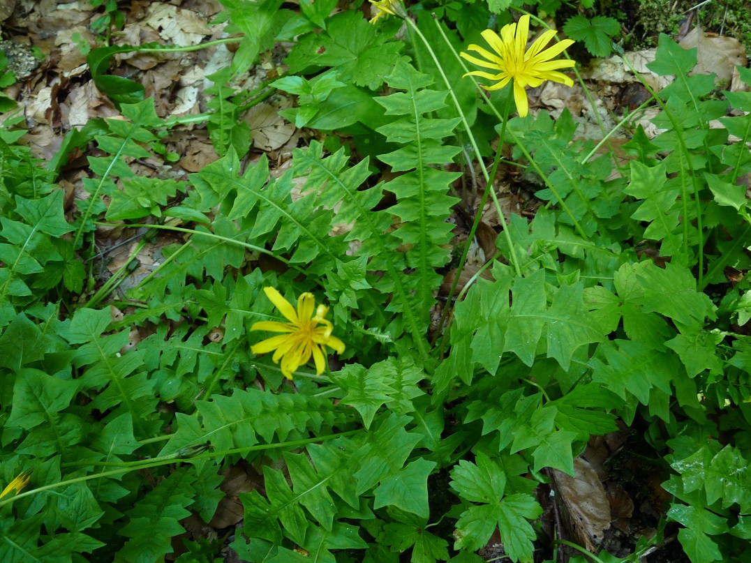P1510979 r