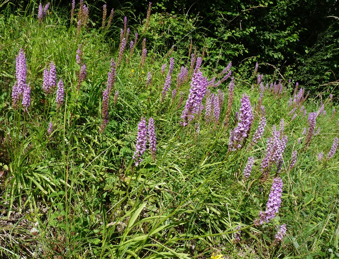 P1520194 r