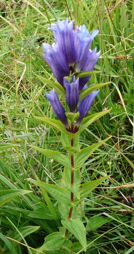P1530452 r