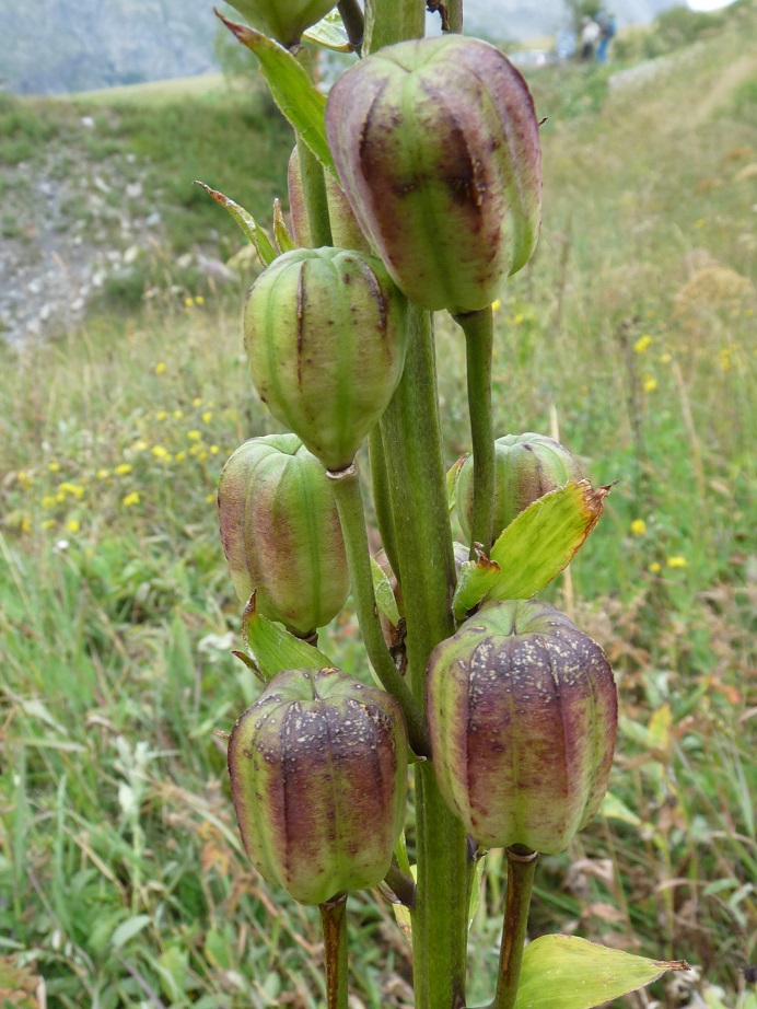 P1530491 r