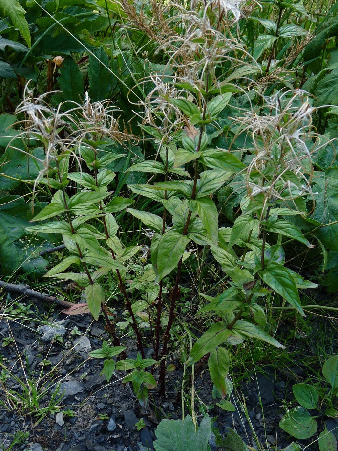P1530563 r