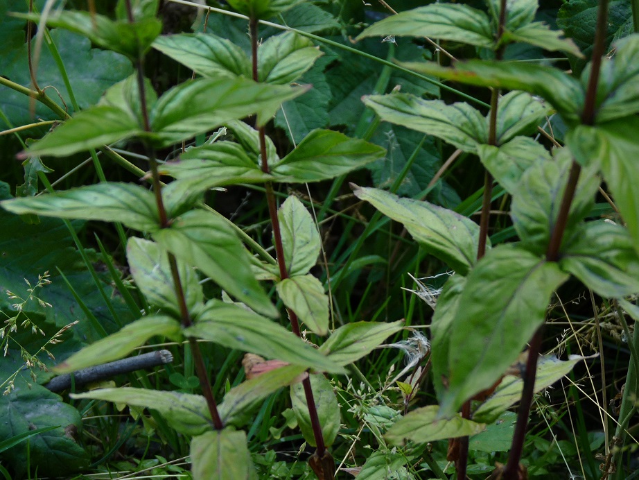 P1530564 r