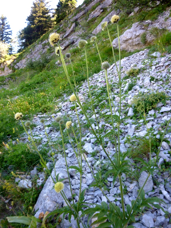 P2 cephalaria alpina