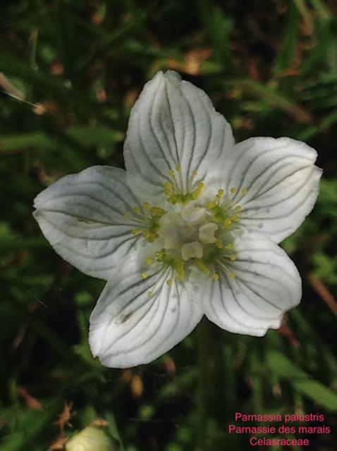 Parnassia palustris