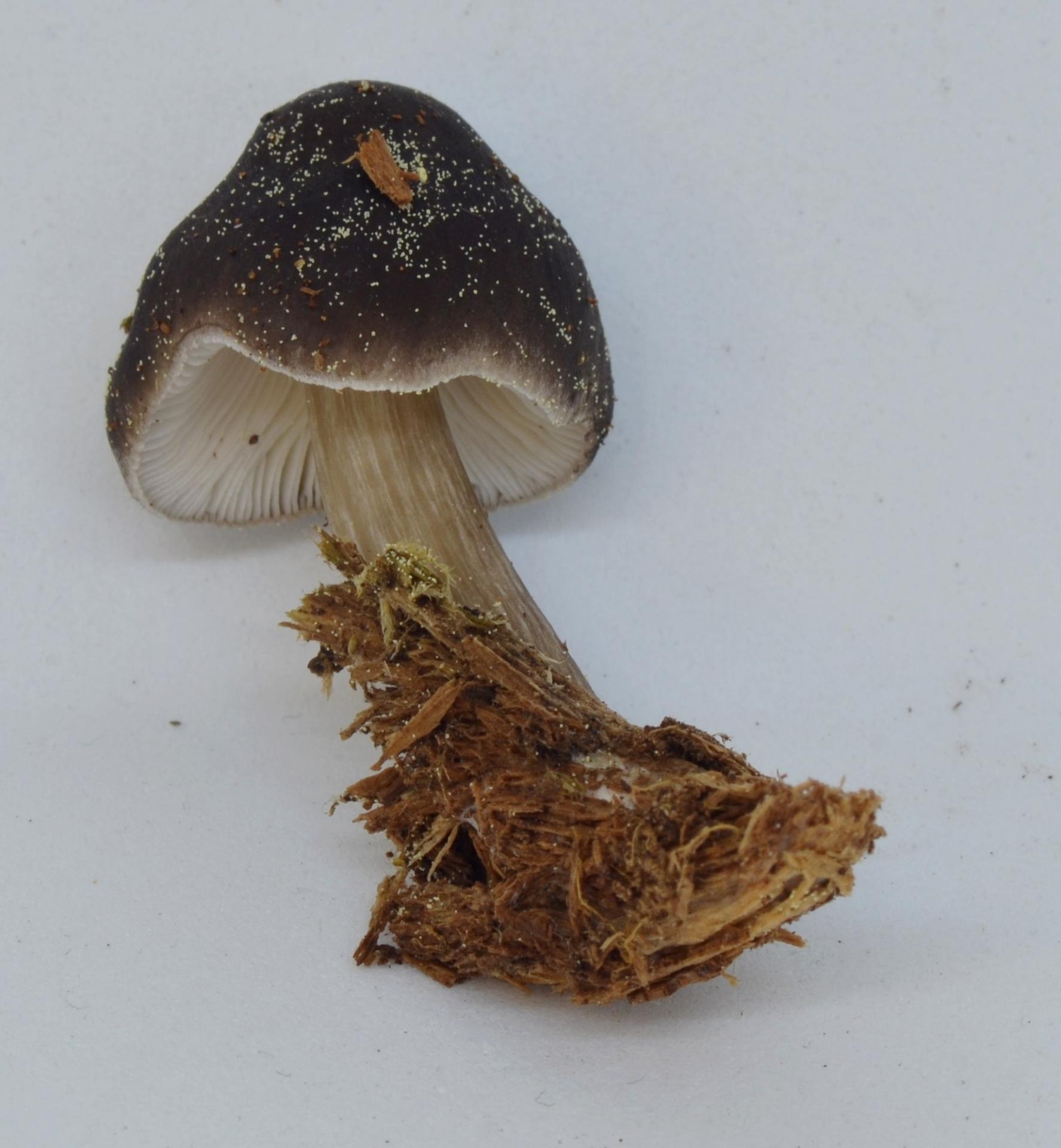 Pluteus primus