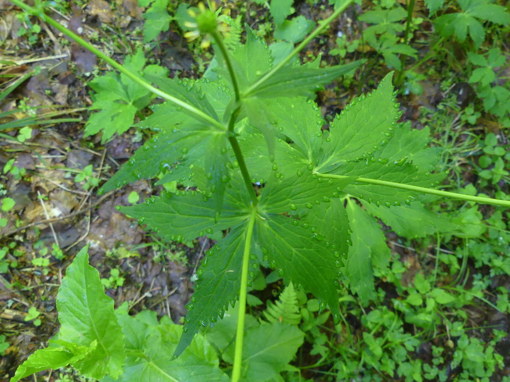 Ranunculaceae ranunculus aconitifolius laruchere 2019 06 23 002 dr