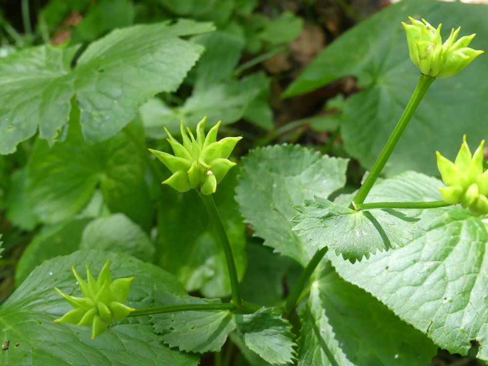 Renunculaceae caltha palustris laruchere 2019 06 23 003 dr