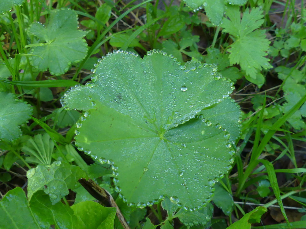 Rosaceae alchemilla sp laruchere 2019 06 23 001 dr