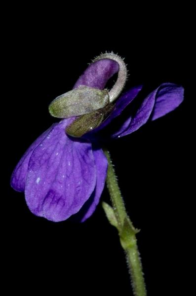 Viola odorata